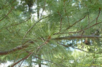 Pinus stobus